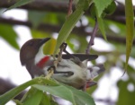 Red-banded Flowerpecker
